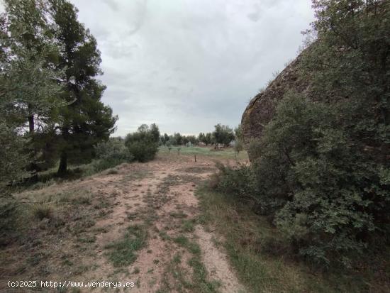 Finca rústica con olivos - TERUEL