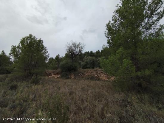 Finca rústica con olivos - TERUEL