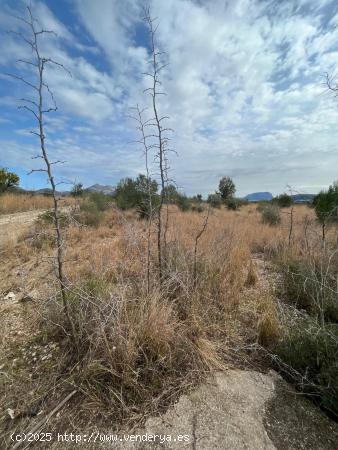 Se vende terreno rústico en Tormos - ALICANTE