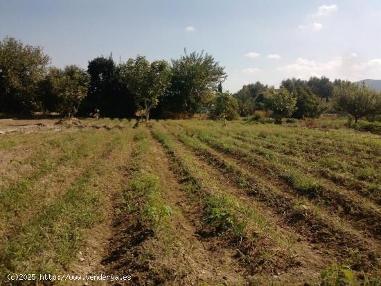 Oportunidad Única en la Huerta de Murcia! Finca con Terreno Rústico y Vivienda en Patiño - MURCIA