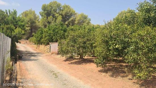 Terreno con naranjos 4.400 m2 con agua de riego 66.000€ - ALICANTE