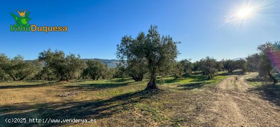 Finca rustica de 116,40 hectareas de OLIVAR en Loja. - GRANADA