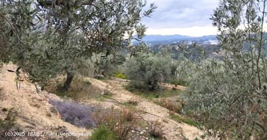  Terreno en Bolulla 480 m² cuenta con agua de riego y un poste de luz en la entrada 7.500 euros 💰 