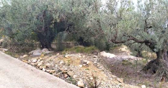 Terreno en Bolulla 480 m² cuenta con agua de riego y un poste de luz en la entrada 7.500 euros 💰