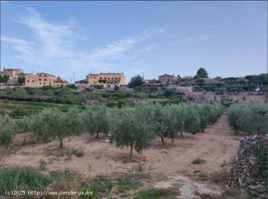 Terreno rústico con Oliveras arbequina - TARRAGONA