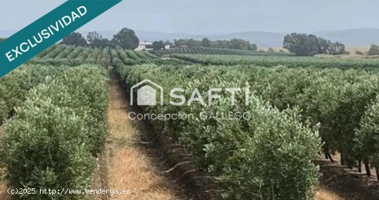 Terreno de Secano con Plantación de Olivos en Campo de Criptana