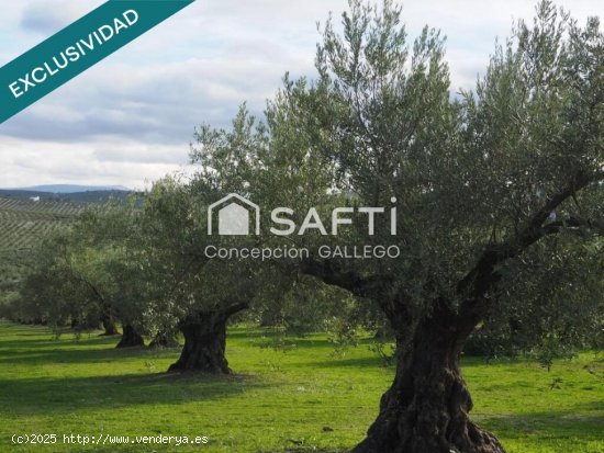 Terreno de Secano con Plantación de Olivos en Campo de Criptana