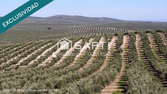 Terreno de Secano con Plantación de Olivos en Campo de Criptana