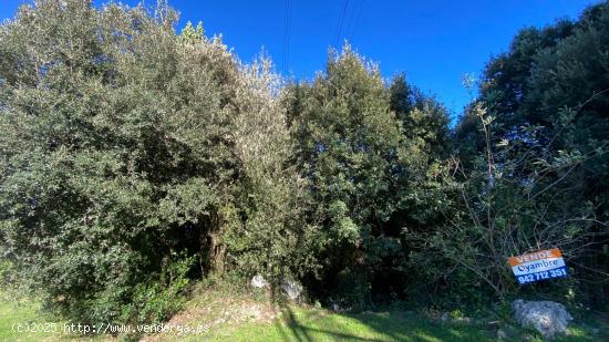 FINCA RÚSTICA EN CASTRO URDIALES, CANTABRIA (CALLLE VALMASEDA) - CANTABRIA