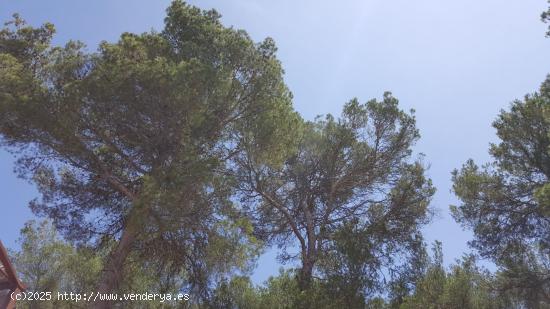 Parcela o terreno rústico edificable en Cas Concos, Felanitx - BALEARES