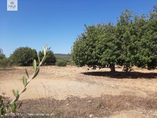 FINCA RÚSTICA EN BINIALI CON PROYECTO - BALEARES