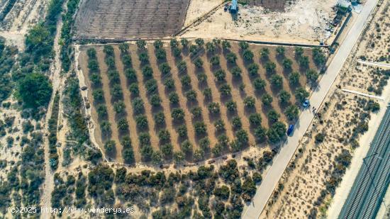  Terreno en Crevillente - ALICANTE 