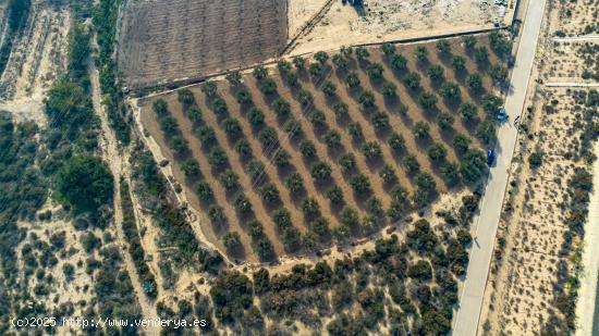 Terreno en Crevillente - ALICANTE