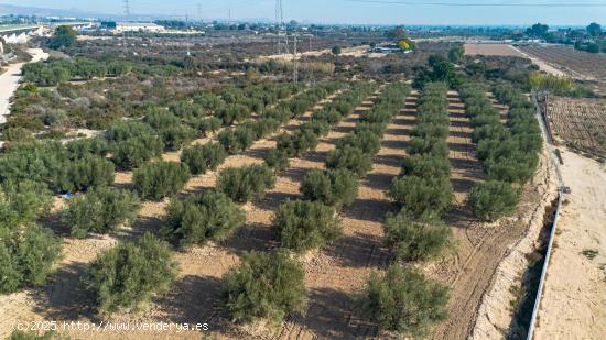 Terreno en Crevillente - ALICANTE