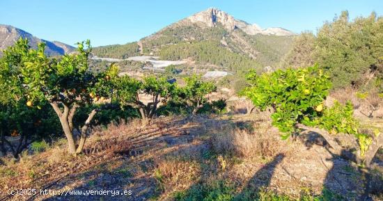  Terreno en Bolulla de 2500 m² 🌳con 3 bancales de naranjos y sistema de riego y luz 28.000€ - A 