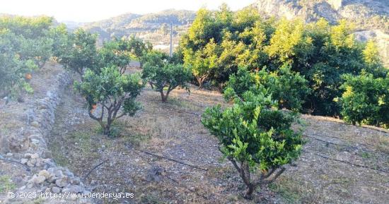 Terreno en Bolulla de 2500 m² 🌳con 3 bancales de naranjos y sistema de riego y luz 28.000€ - A