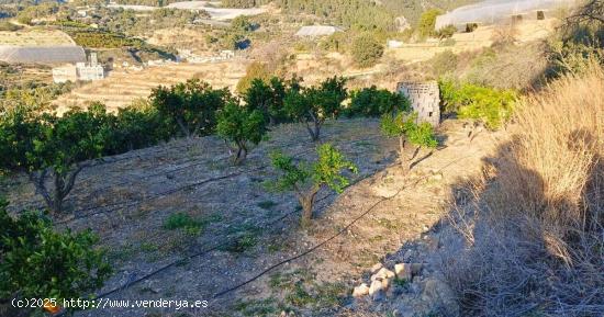 Terreno en Bolulla de 2500 m² 🌳con 3 bancales de naranjos y sistema de riego y luz 28.000€ - A