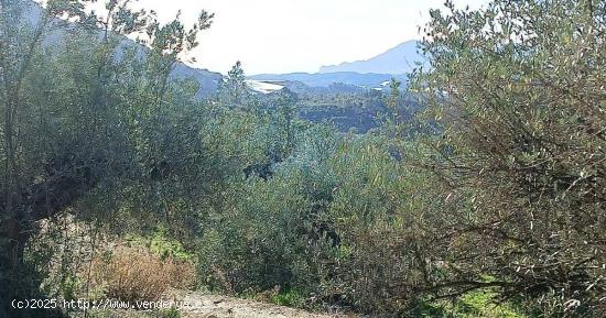  Terreno en Bolulla dividido en dos bancales 450m2 con toma de agua 7.000€💰 - ALICANTE 