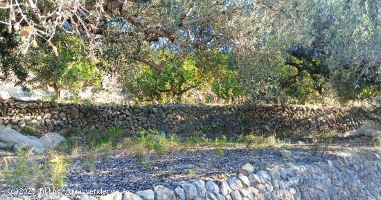 Terreno en Bolulla dividido en dos bancales 450m2 con toma de agua 7.000€💰 - ALICANTE