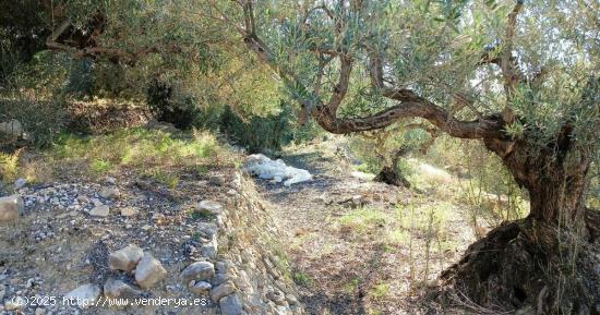 Terreno en Bolulla dividido en dos bancales 450m2 con toma de agua 7.000€💰 - ALICANTE