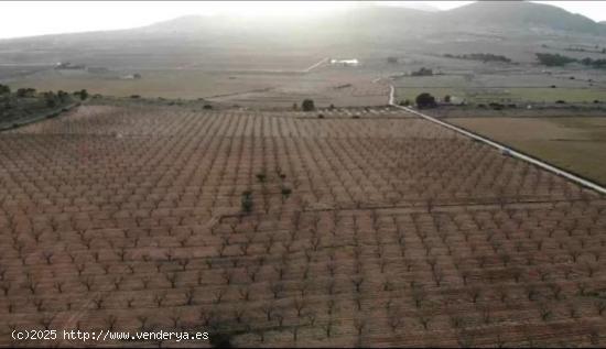 FINCA DE ALMENDROS CON CASONA EN YECLA - MURCIA