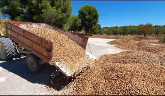 FINCA DE ALMENDROS CON CASONA EN YECLA - MURCIA