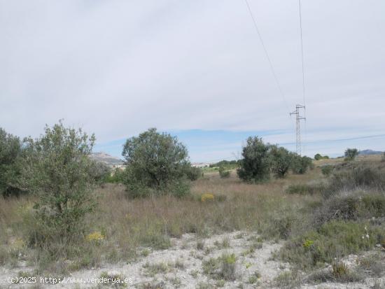 TERRENO RÚSTICO EN LA ZONA DE LA ZAPATERA DE SAX - ALICANTE