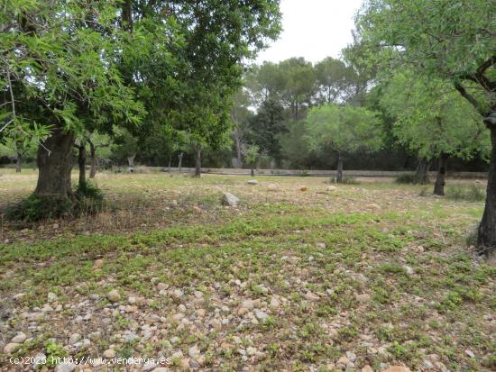 Finca rústica en Bunyola con vivienda en construcción - BALEARES