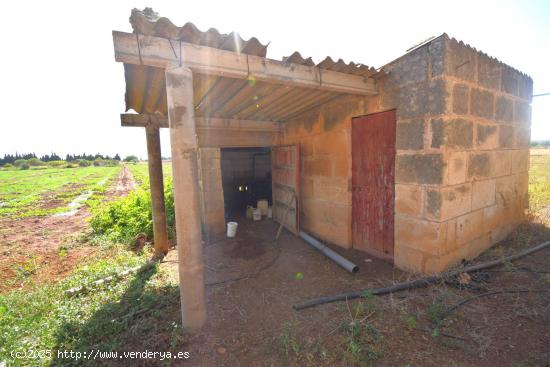 Finca rústica con caseta de herramientas en Muro - BALEARES