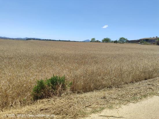  Solar Rural Agrario, en la zona de Villafranca de Bonany. - BALEARES 