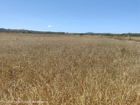 Solar Rural Agrario, en la zona de Villafranca de Bonany. - BALEARES