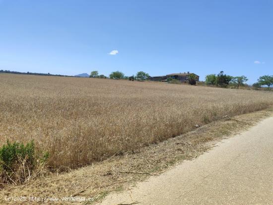 Solar Rural Agrario, en la zona de Villafranca de Bonany. - BALEARES