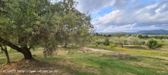 Finca en venta en El Perelló (Tarragona)