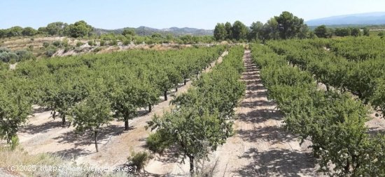 Finca en venta en Móra d Ebre (Tarragona)