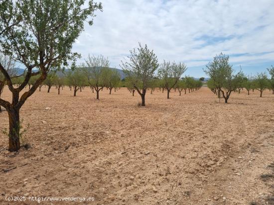 SE VENDE PARCELA CON CASA DE APERO EN PINOSO (ALICANTE) - ALICANTE