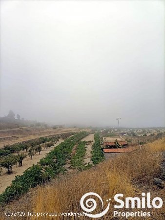 Finca en venta en Granadilla de Abona (Tenerife)