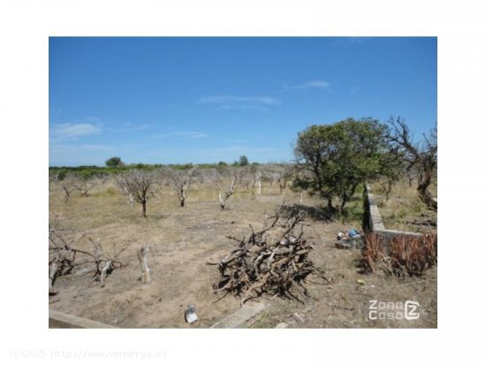  Finca en venta en Algemesí (Valencia) 