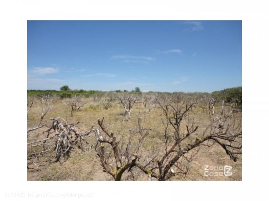 Finca en venta en Algemesí (Valencia)