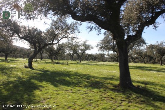 Solar en venta en Cáceres (Cáceres)