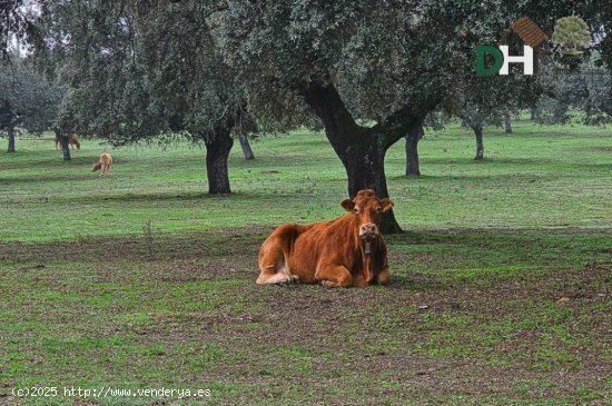 Solar en venta en Cáceres (Cáceres)