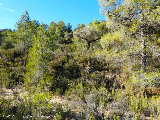 Finca en venta en Calaceite (Teruel)