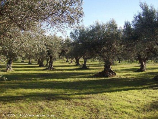 Finca en venta en Cocentaina (Alicante)