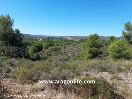 Finca en venta en Fabara (Zaragoza)