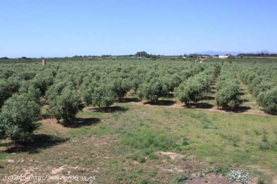 Finca en venta en Riudoms (Tarragona)