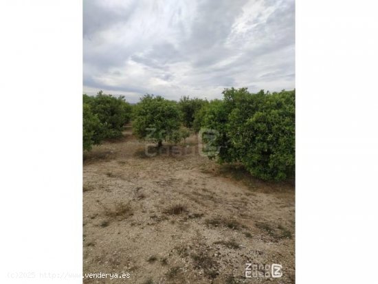 Finca en venta en Algemesí (Valencia)