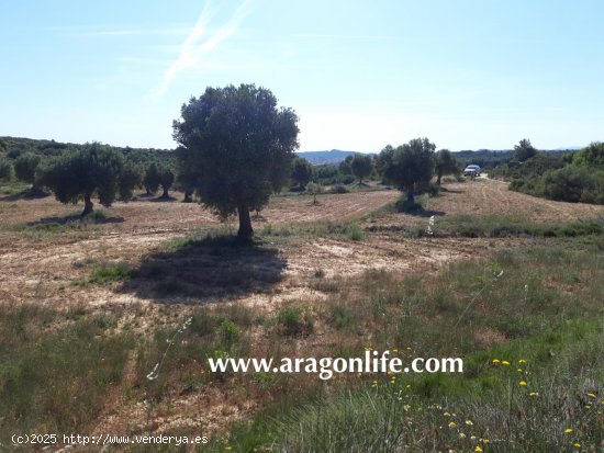 Finca en venta en Maella (Zaragoza)