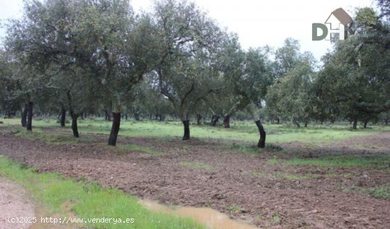 Solar en venta en Cáceres (Cáceres)