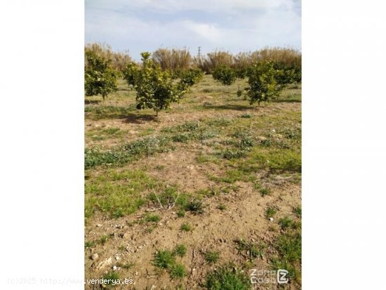  Finca en venta en Algemesí (Valencia) 