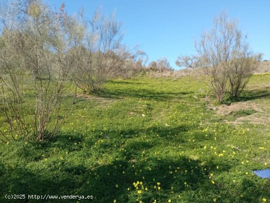 Parcela en venta en Benajarafe (Málaga)