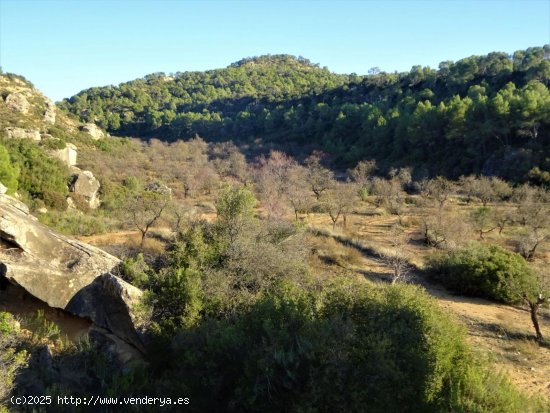 Finca en venta en Maella (Zaragoza)